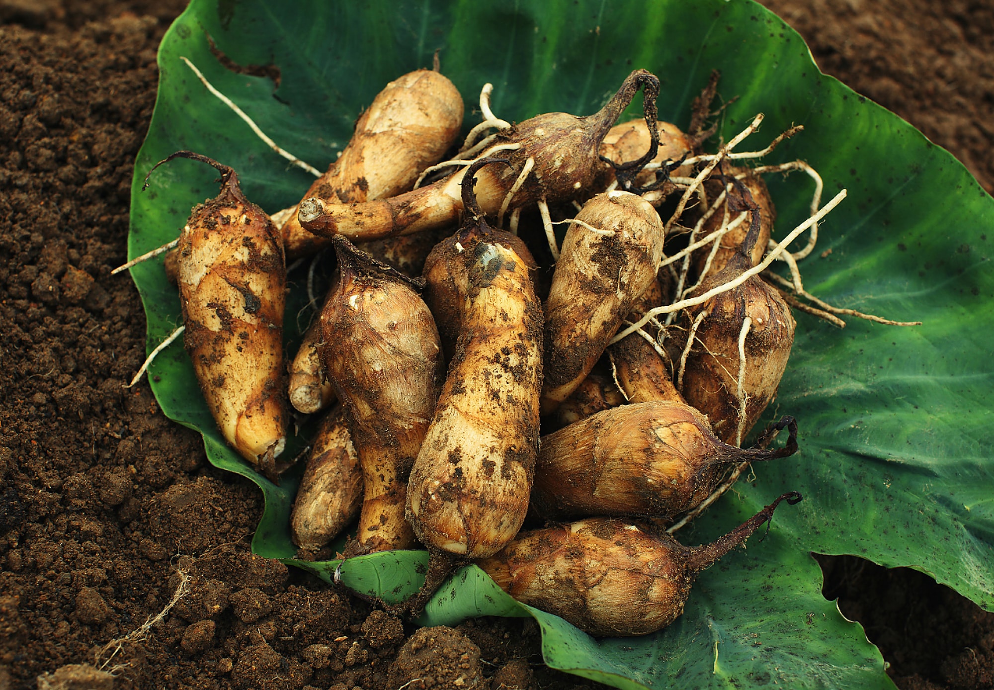 甚五右ヱ門芋 森の家